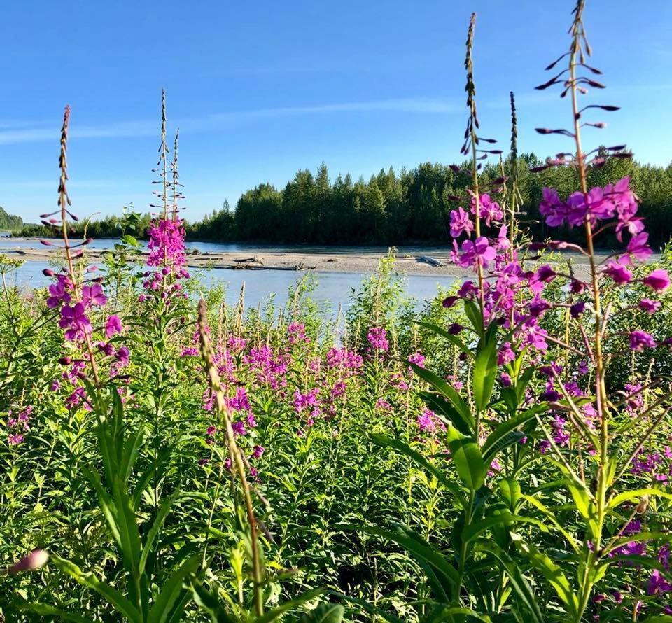 Susitna River Lodging, Riverside Cabins Talkeetna Eksteriør billede